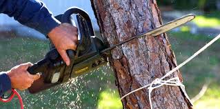 How Our Tree Care Process Works  in  Piru, CA