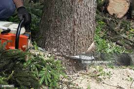 Best Emergency Tree Removal  in Piru, CA