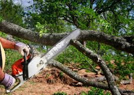 Best Fruit Tree Pruning  in Piru, CA