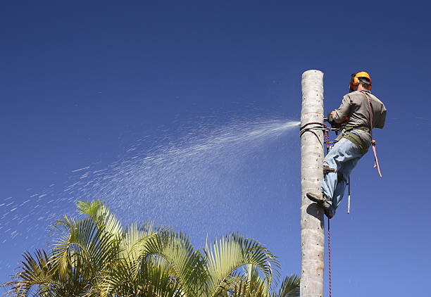 Best Lawn Watering Services  in Piru, CA