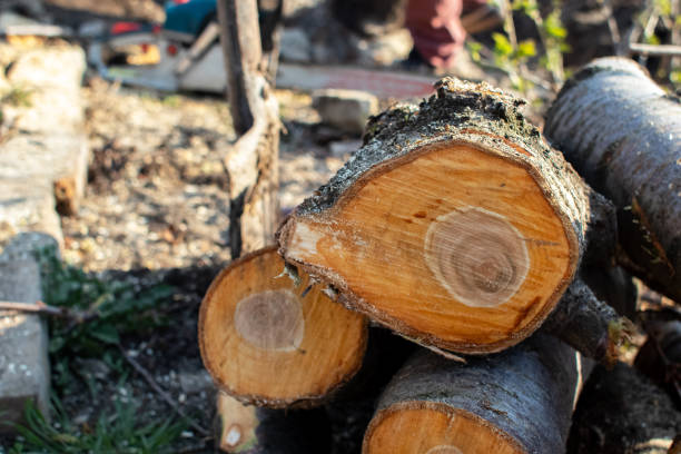 Best Utility Line Clearance  in Piru, CA