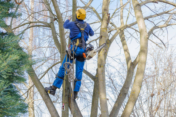 Best Tree and Shrub Care  in Piru, CA