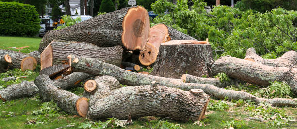 Best Tree Disease Treatment  in Piru, CA