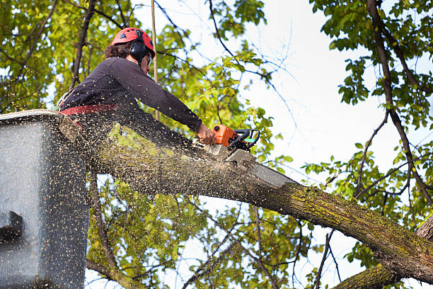 Best Pest Control for Lawns  in Piru, CA