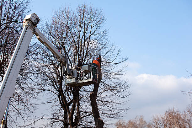 Best Root Management and Removal  in Piru, CA