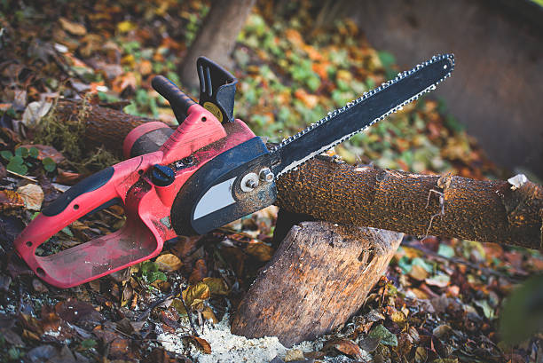 Best Tree and Shrub Care  in Piru, CA