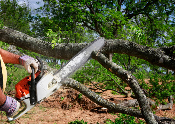 Best Tree Preservation Services  in Piru, CA