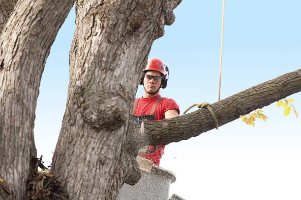 Best Commercial Tree Services  in Piru, CA